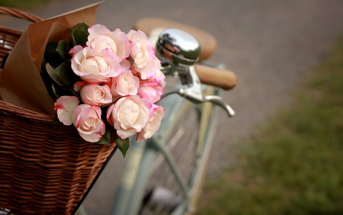 Pink roses in a bicycle basket