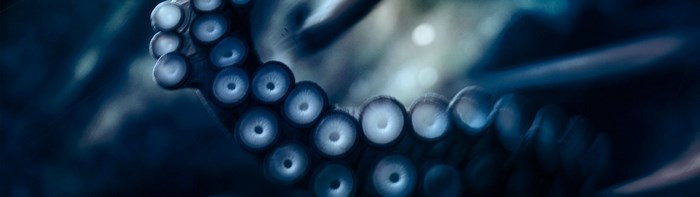 Close-up of Octopus Tentacle with Suckers