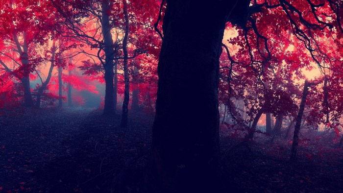 Red forest with fog
