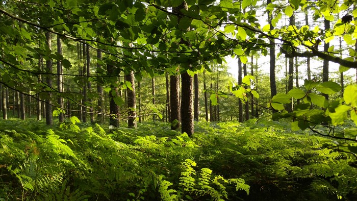 Sunlight filtering through a forest canopy onto ferns