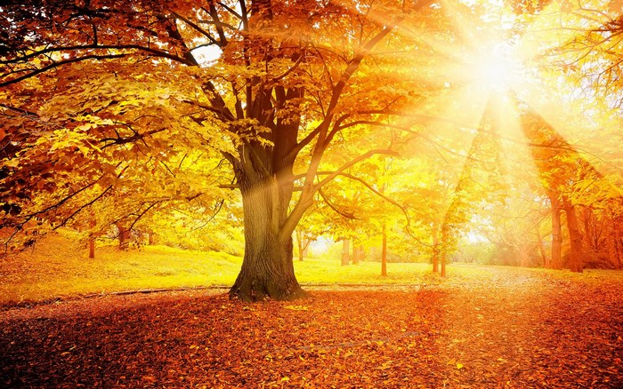 Autumn forest with sun rays