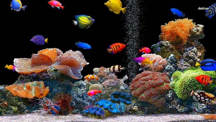 Colorful fish swimming in a coral reef aquarium