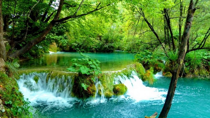 Waterfall in a lush green forest