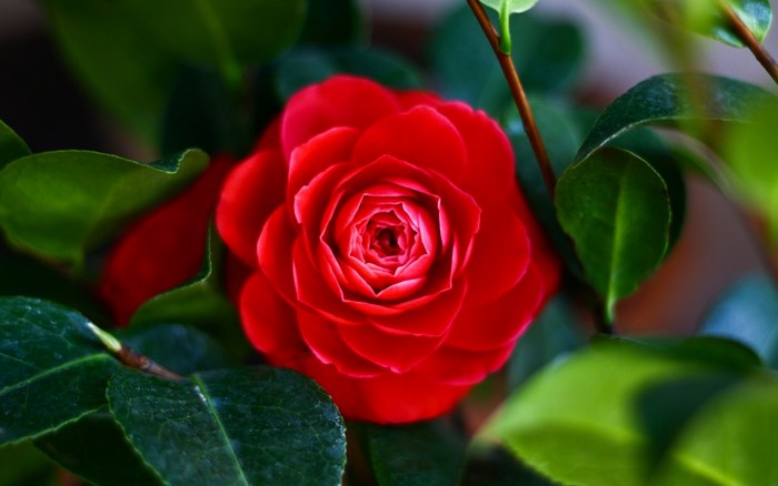 Red Camellia Flower with Green Leaves