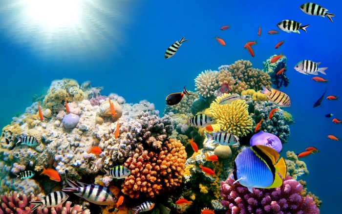 Colorful Coral Reef with Tropical Fish