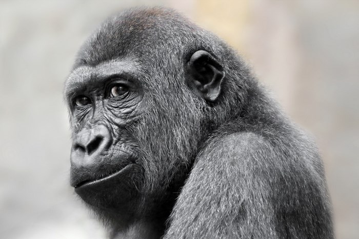 Close-up of a gorilla's face