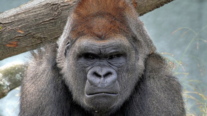 Close-up of a Strong Gorilla Face