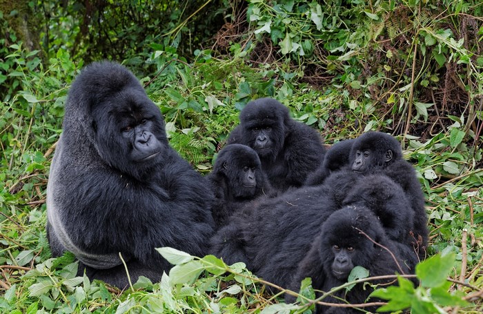Peaceful Gorilla Family in Green Forest