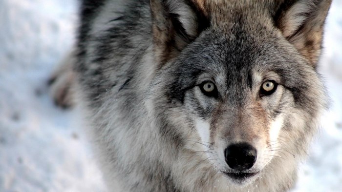Wolf in the snow