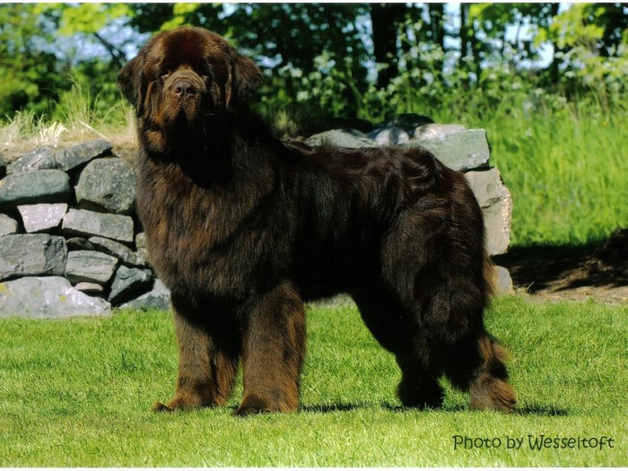 Brown Newfoundland dog standing on grass