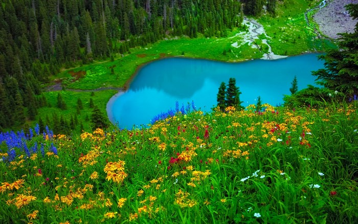 Wildflowers bloom by a turquoise mountain lake