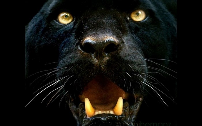 Close-Up of a Black Panther's Fierce Face