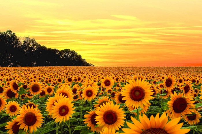 Field of Sunflowers at Sunset