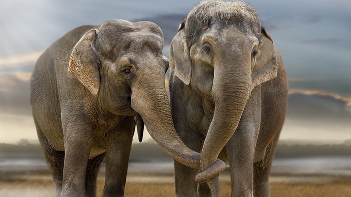 Two elephants holding trunks in a field