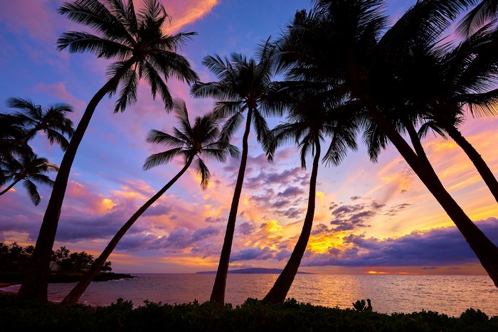 Palm trees silhouetted against a colorful sunset over the ocean