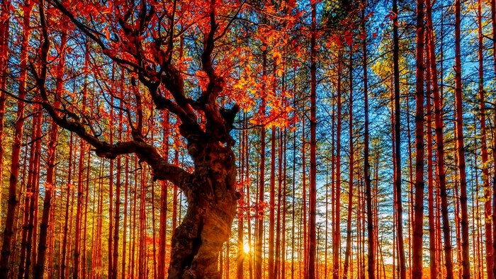 Autumn Forest with Sunbeams