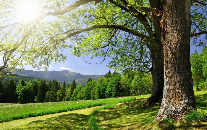 Sunlight through trees over a green landscape