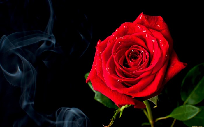 Red rose with water droplets and smoke