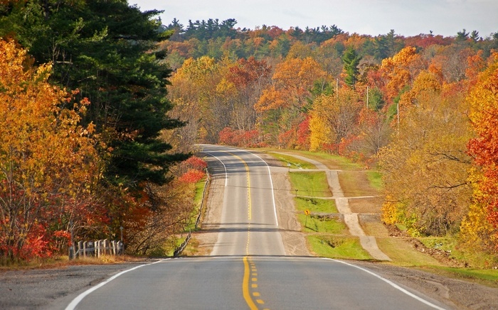 Winding road through autumn forest