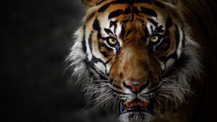 4K Close-Up of Majestic Tiger Face