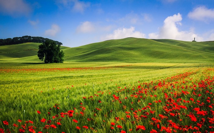 Rolling green hills with poppy fields and a lone tree
