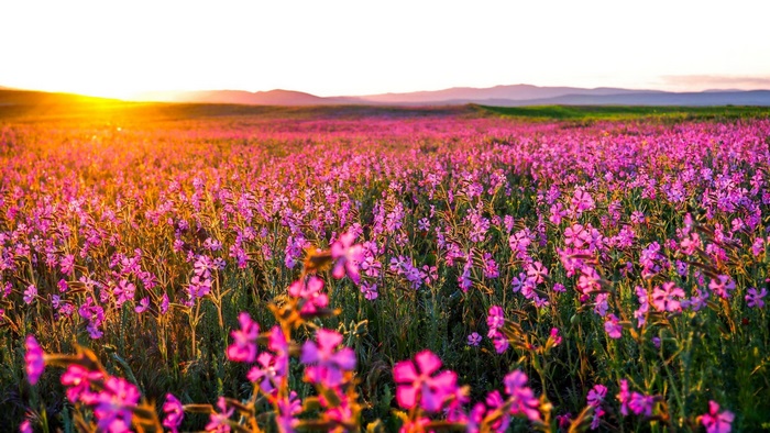 Field of pink flowers at sunset
