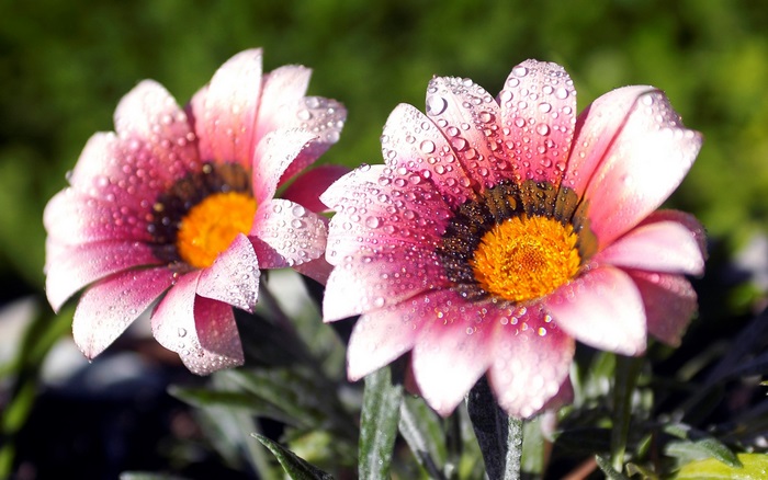 Two pink gazania flowers with water droplets