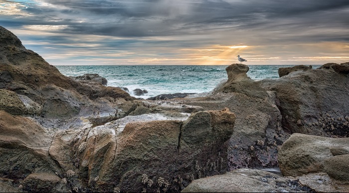 Seagull on rock formation at Oregon Coast 4K
