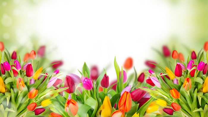 Vibrant Colorful Tulips in Bright Spring Setting 4K