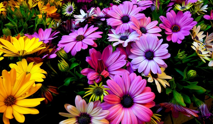 Spring flowers 4K computer desktop image