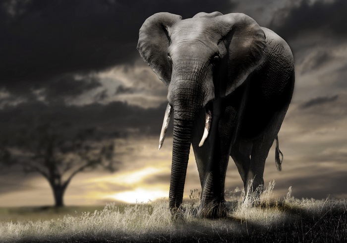 Elephant in a dramatic landscape