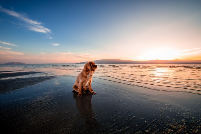 Dog sitting on a beach at sunset