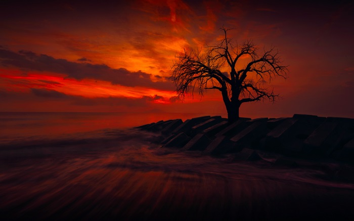 Silhouette of a bare tree on a rocky shore at sunset