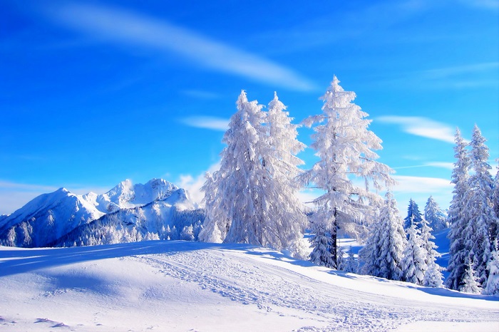 Snowy mountains and pine trees under a blue sky