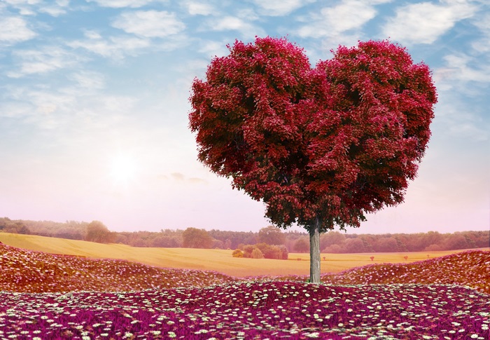 Heart shaped tree in a field 4K