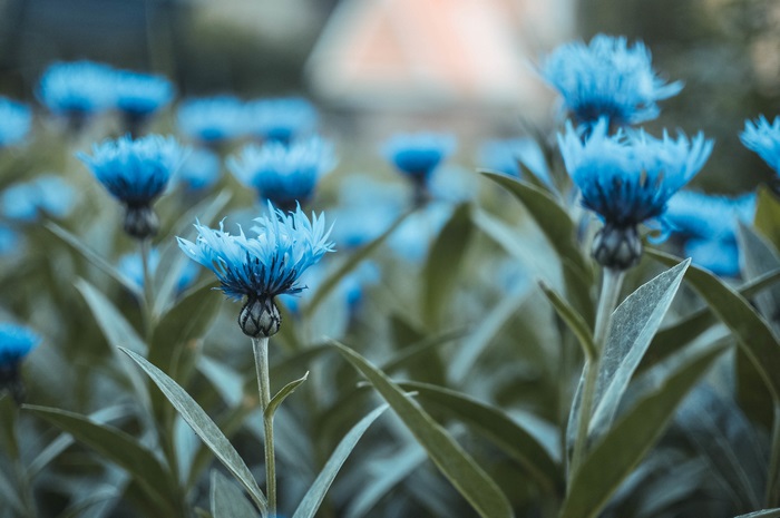 Vibrant Blue Flowers in Soft Focus 4K