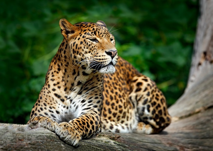 Leopard resting on a log
