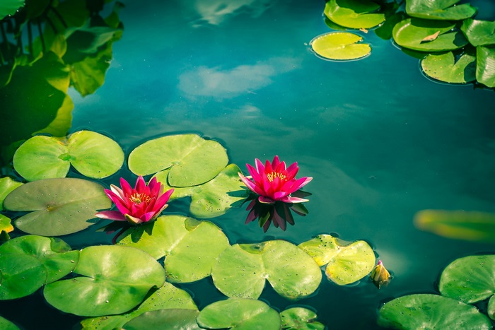 Pink Water Lilies on Calm Pond 4K