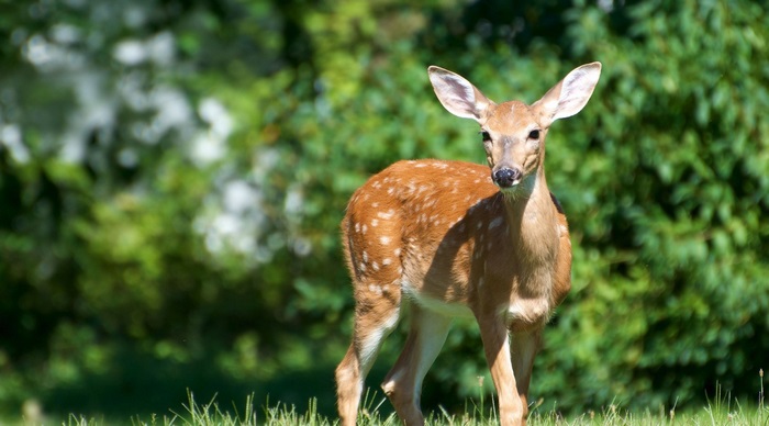Deer in a grassy field with trees