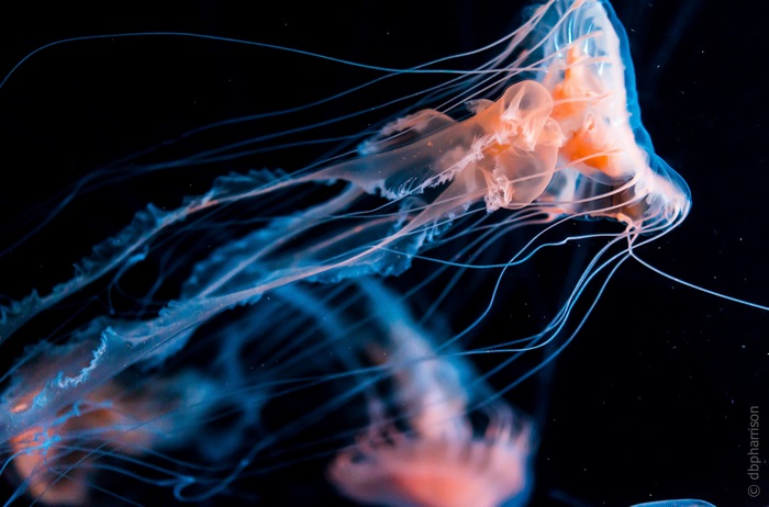 Jellyfish 4K