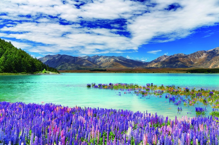Lake Tekapo with Lupins and Mountains, New Zealand 4K