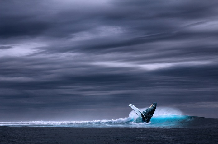 Whale breaching in ocean under stormy clouds 4K