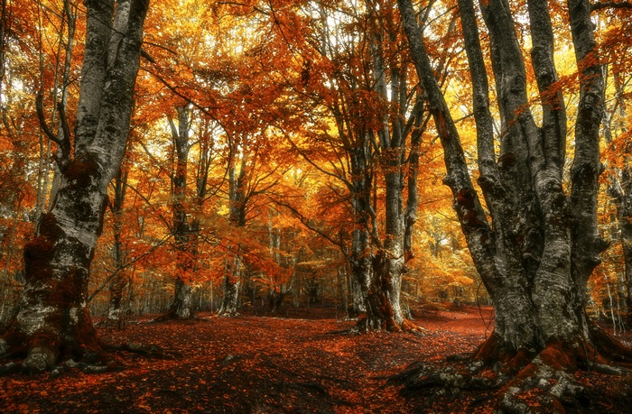 Autumn forest with orange leaves