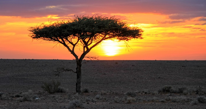 Acacia tree silhouetted against sunset in desert landscape