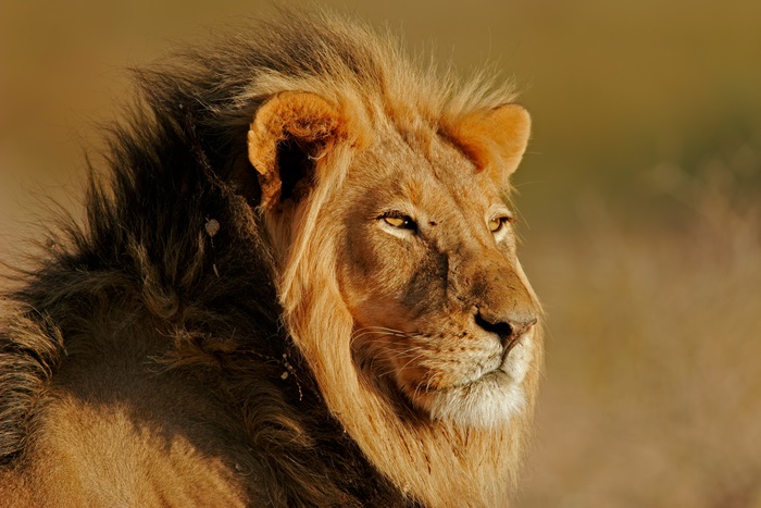 Lion with mane in golden light