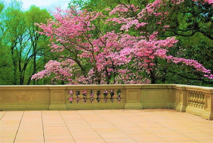Pink Dogwood Trees Blooming Over Balcony