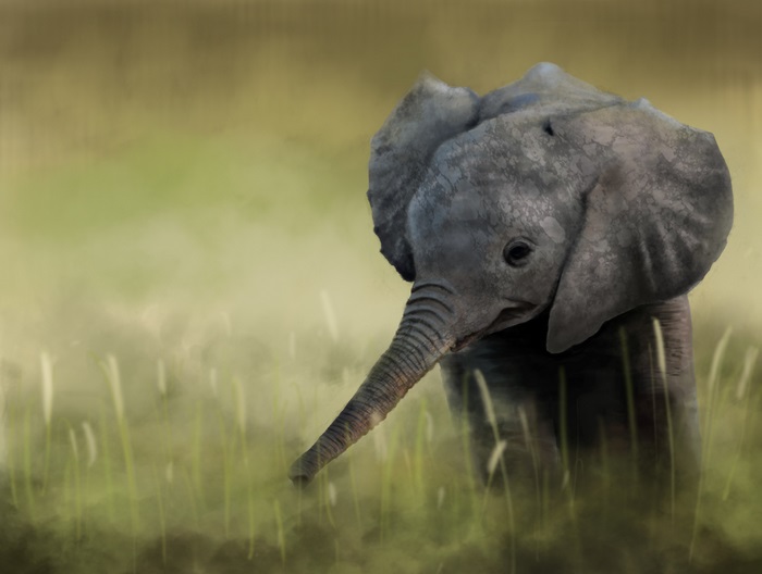 Baby elephant in tall grass 4K