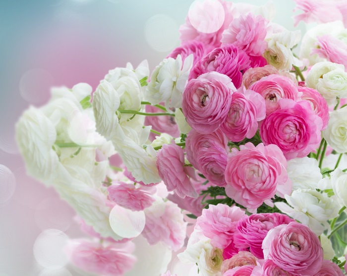 4K Ranunculus Flowers