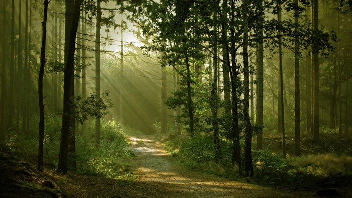 Forest path with sun rays filtering through trees