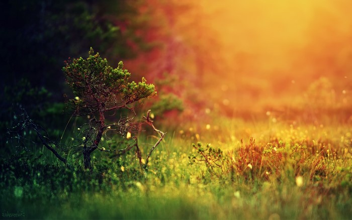Pine tree in a sunlit meadow with bokeh